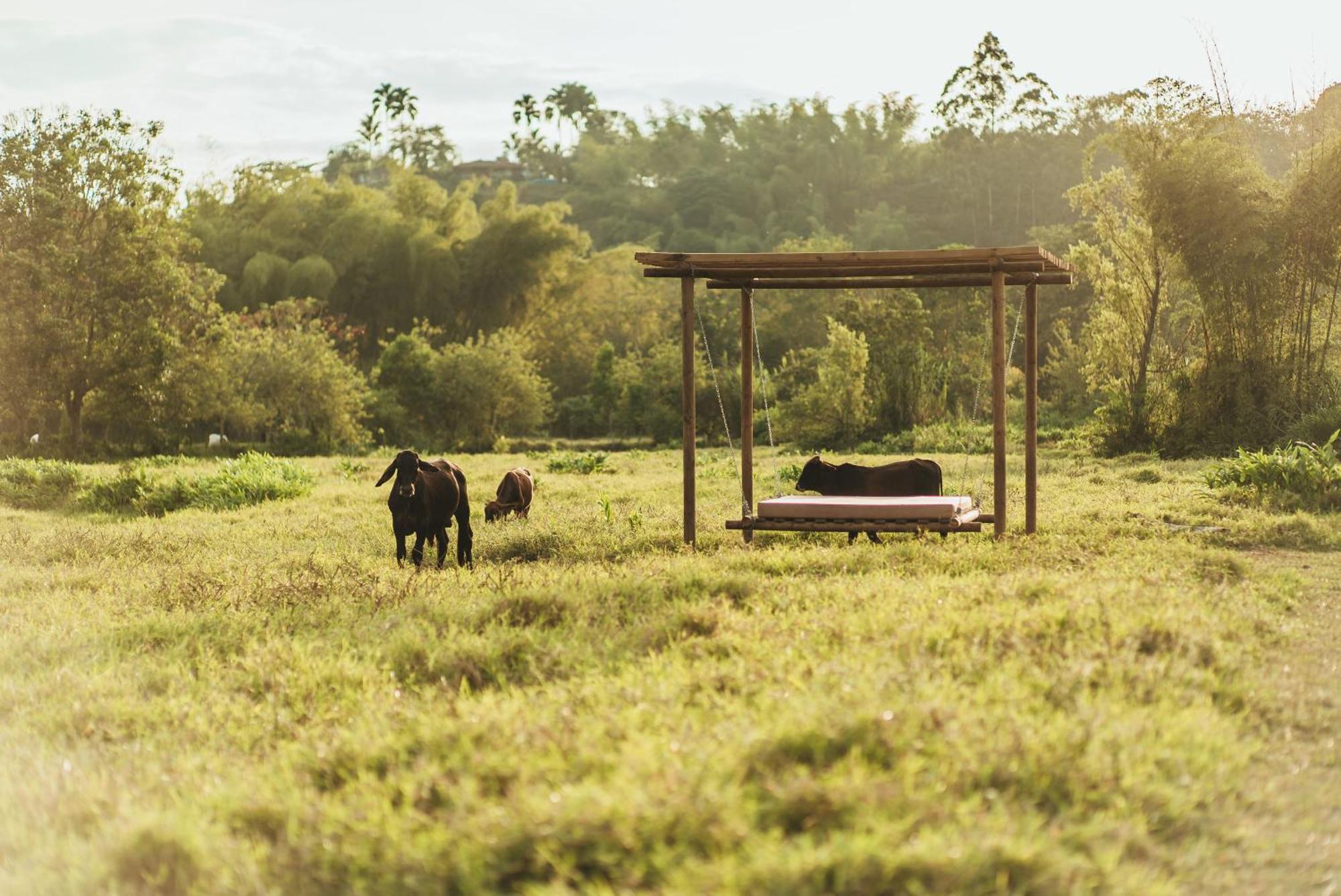 Glamping Entre Rios Otel Calarcá Dış mekan fotoğraf